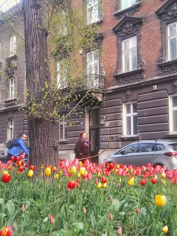 tulipany na placu biskupim